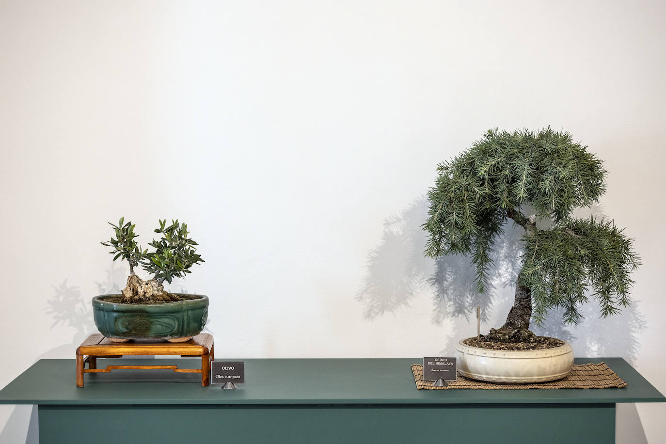 La muestra &#039;Bonsáis&#039; de la Asociación Rioja-Bonsái