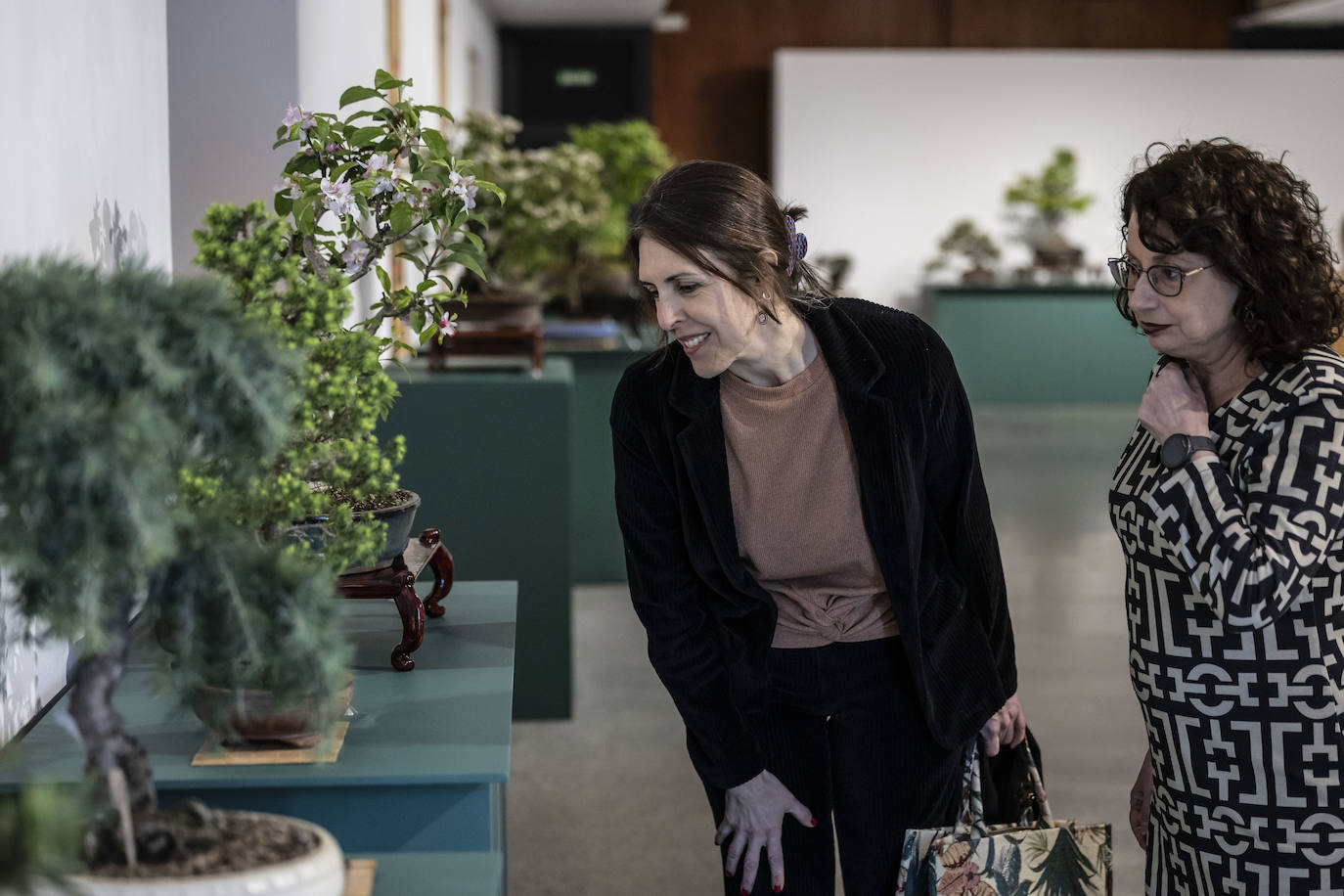 La muestra &#039;Bonsáis&#039; de la Asociación Rioja-Bonsái