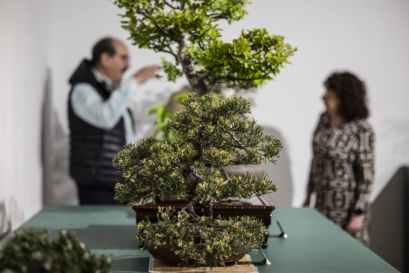 La muestra &#039;Bonsáis&#039; de la Asociación Rioja-Bonsái