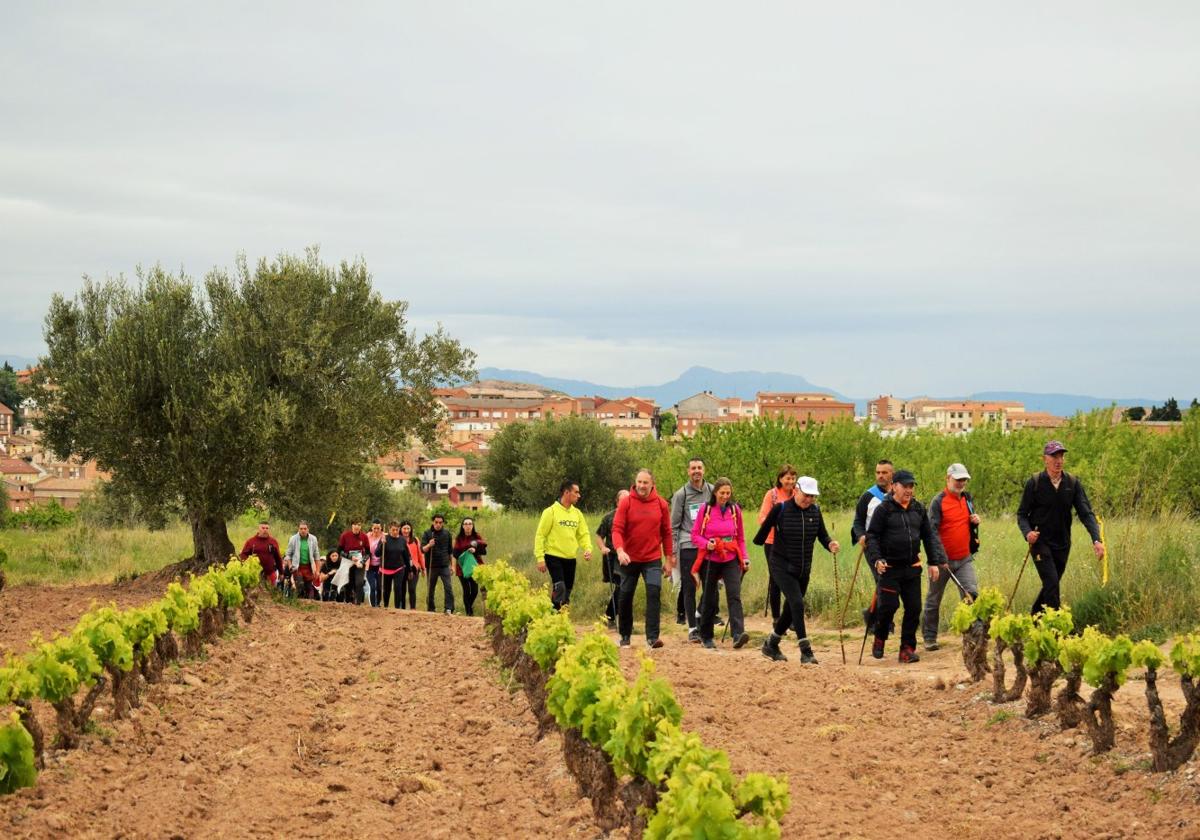 Ascenso a Zenzano entre viñas con Ribafrecha al fondo en la XI Marcha Senderista Valle del Leza.