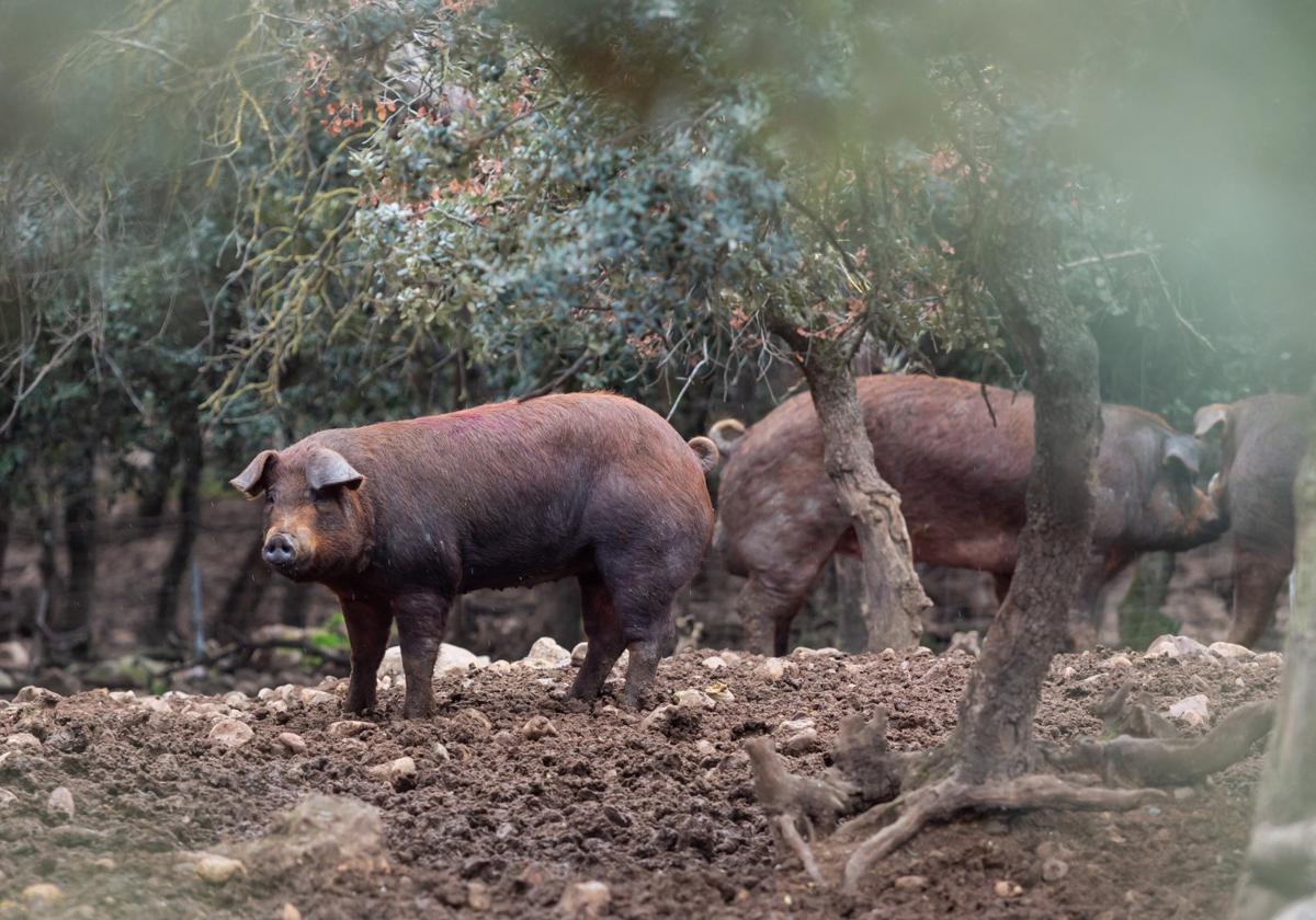 Cerdos ecológicos en el valle de Ocón.