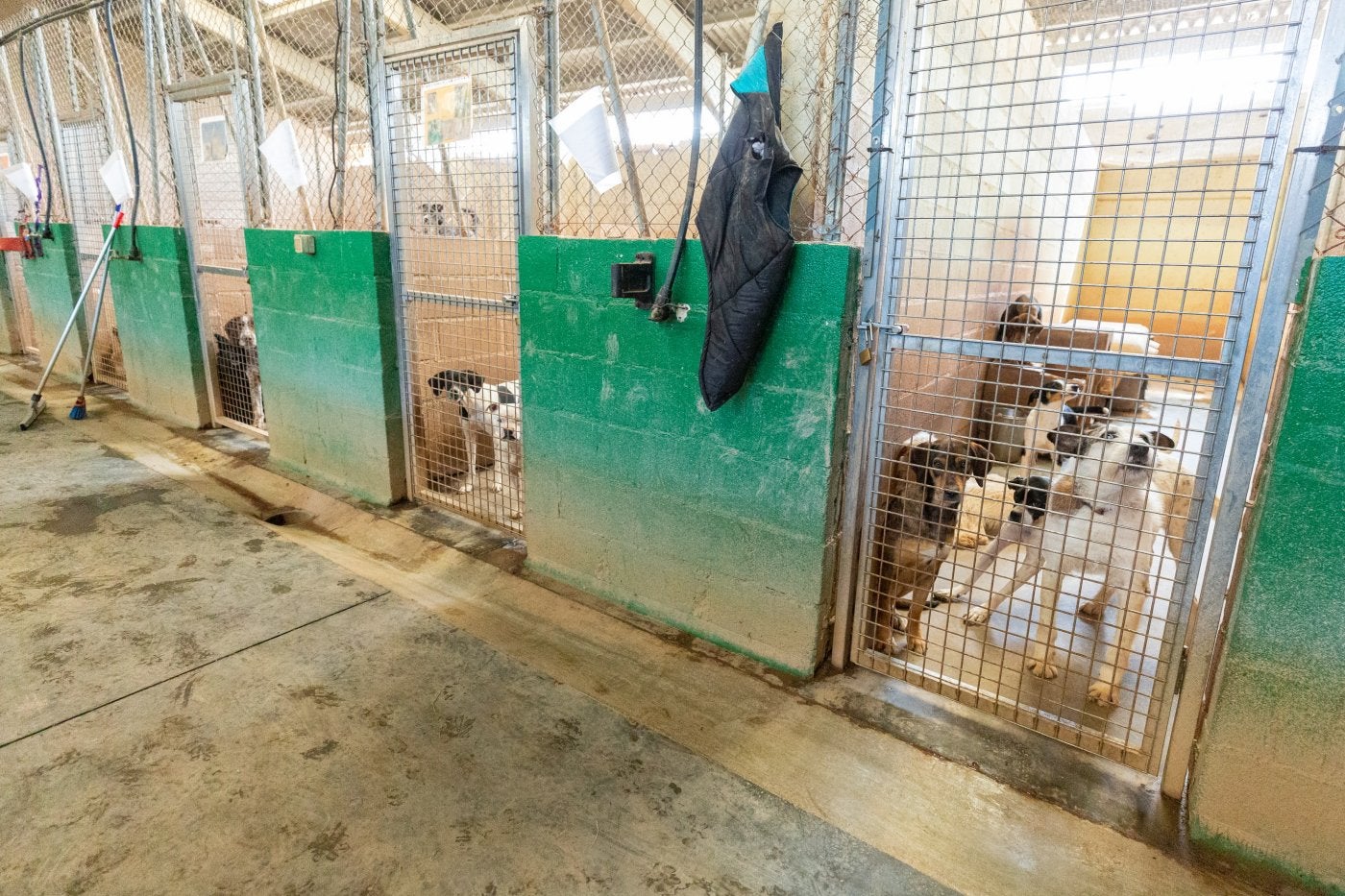 Perros en el refugio de la Asociación Protectora de Animales en La Rioja.