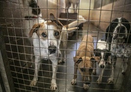 Perros en un 'chenil' del refugio de la APA-Rioja, que hasta el 4 de mayo prestaba el servicio de recogida de animales para el Gobierno.