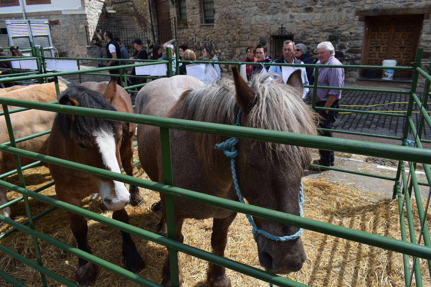 La VII Feria del Ganado Selecto, en imágenes