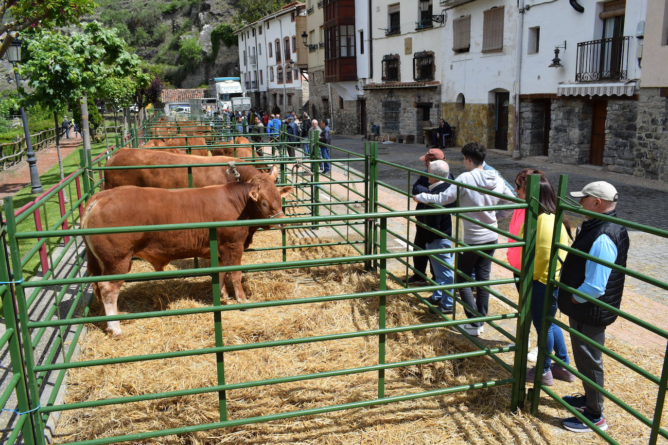 La VII Feria del Ganado Selecto, en imágenes