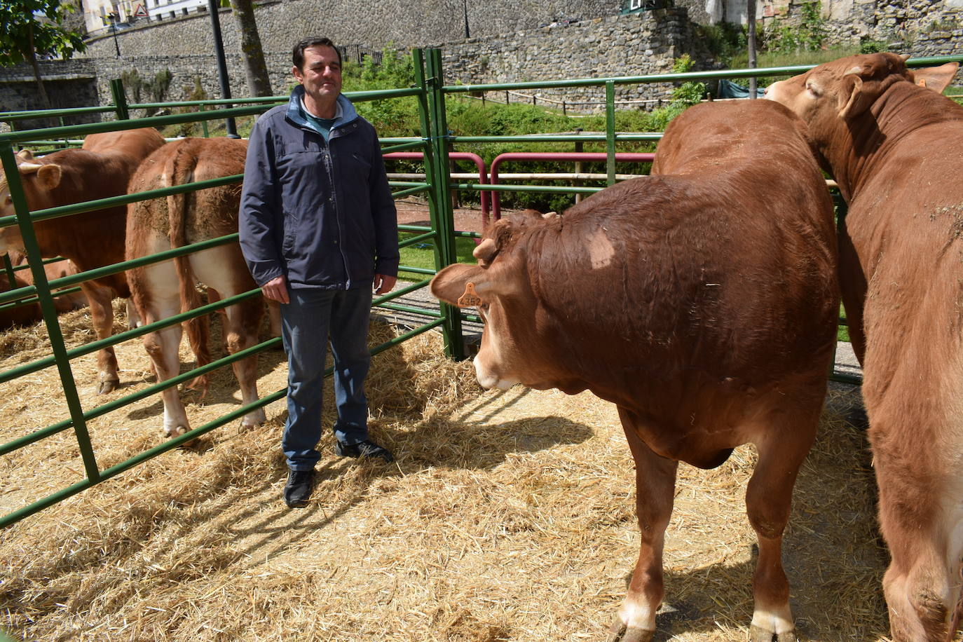 La VII Feria del Ganado Selecto, en imágenes