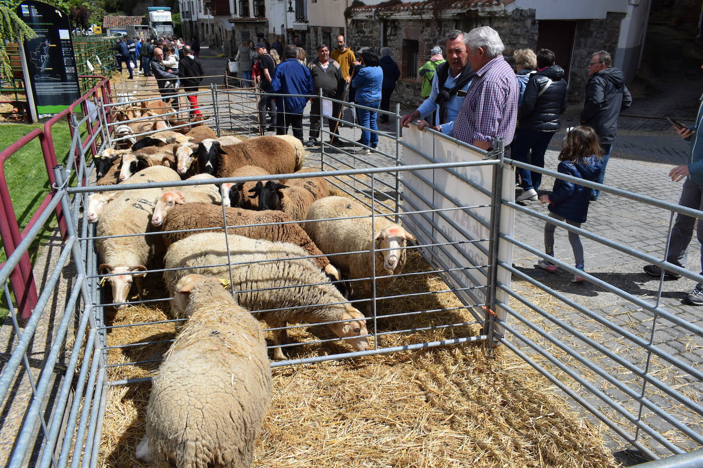 La VII Feria del Ganado Selecto, en imágenes