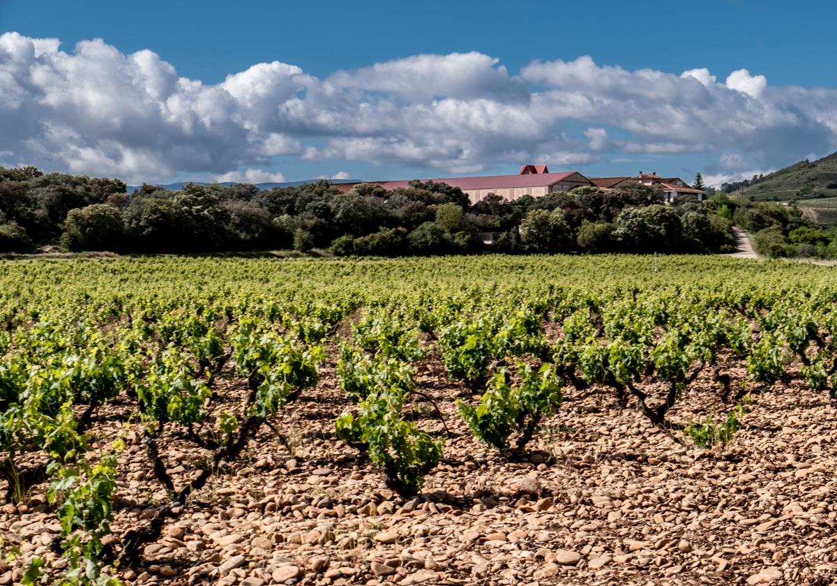Un viñedo con el suelo cubierto de piedra