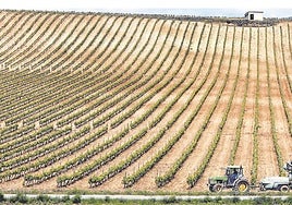 Imagen de un viñedo de La Rioja Alta