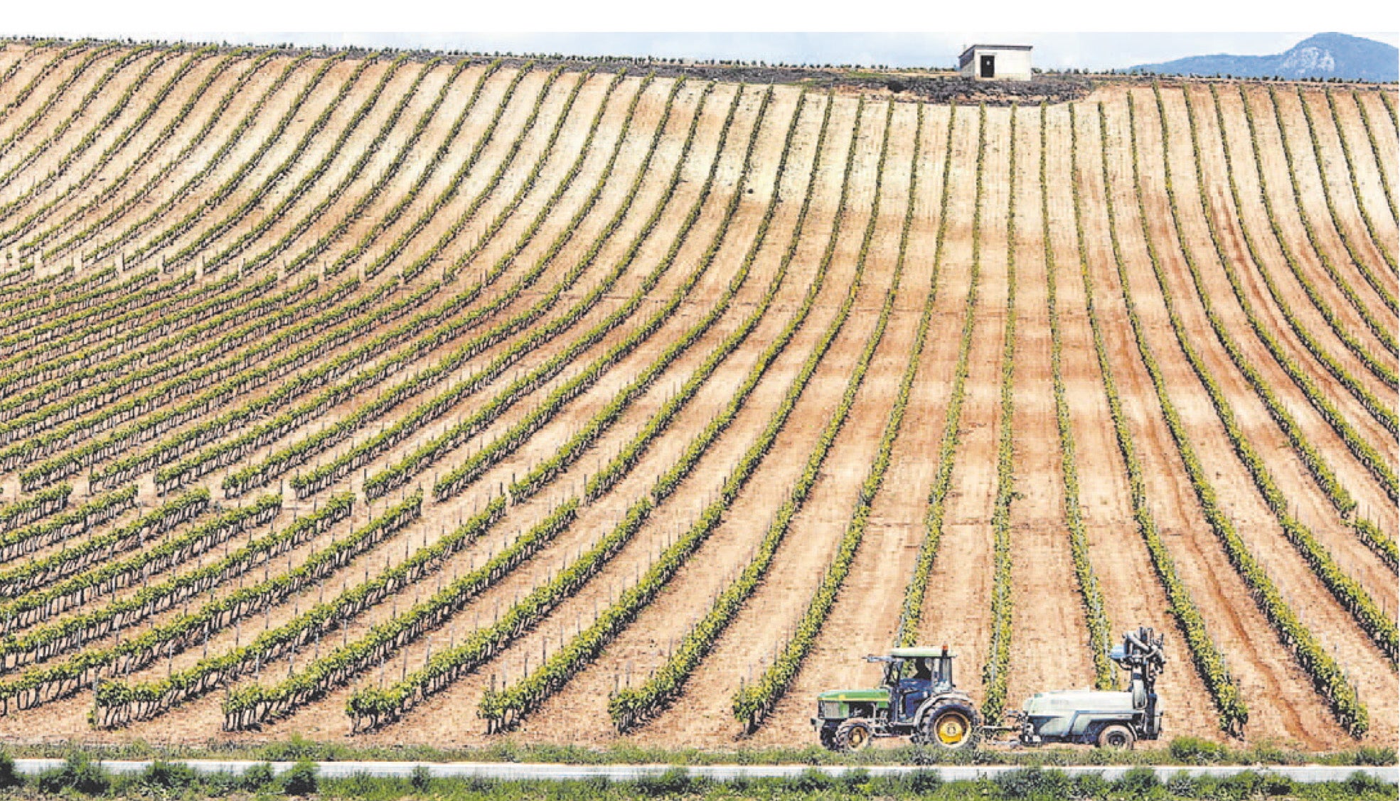 Imagen de un viñedo de La Rioja Alta