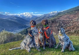 Nala, Thrall, Froda y Yukon, las perros de Paula Andrés y Tomás Santamaría, de Ezcaray, posan en la Sierra de la Demanda junto a otro cánido de la familia.