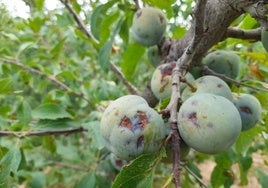 Ciruelas destrozadas por la piedra el pasado año.