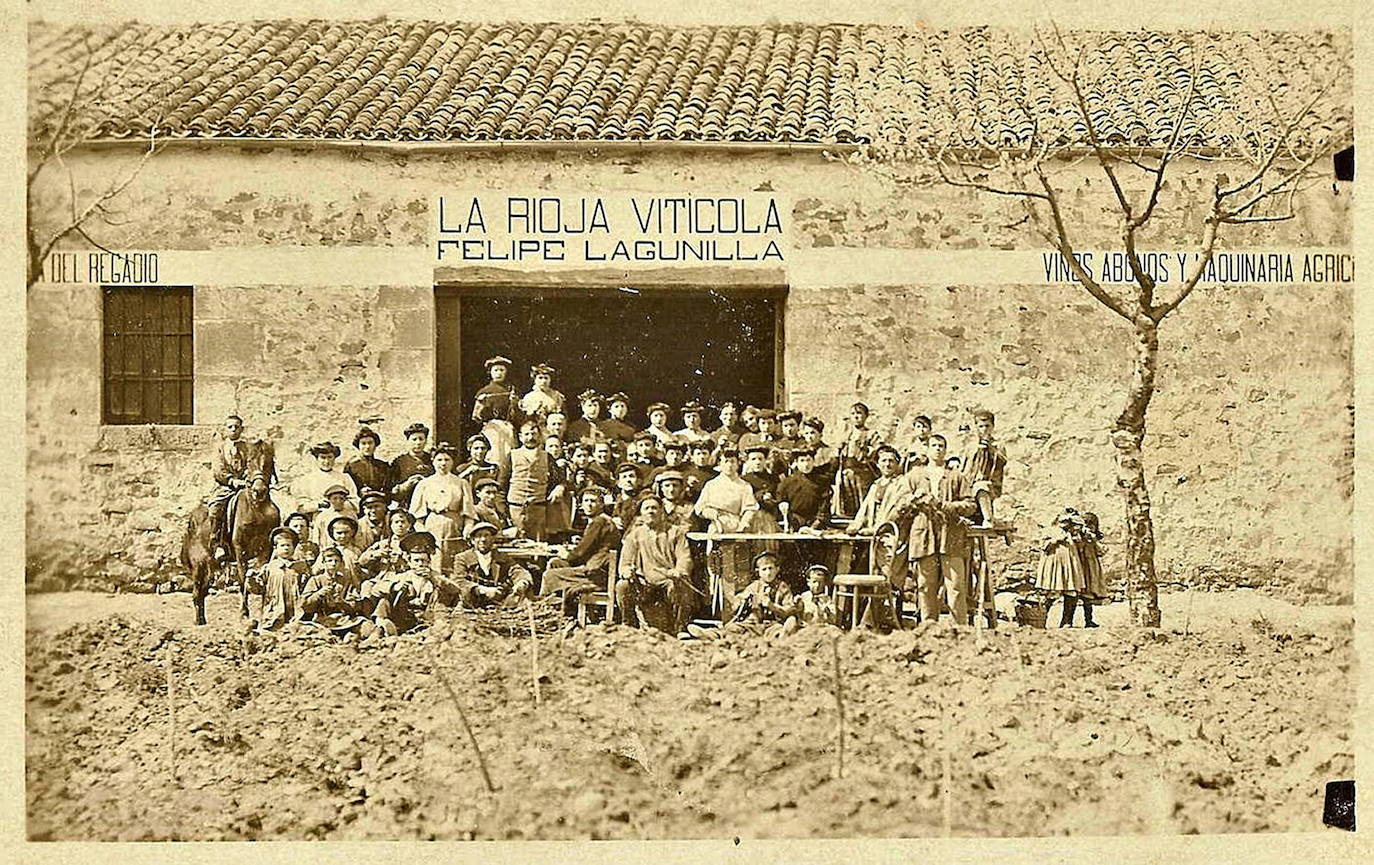 Imagen de trabajadores de Felipe Lagunilla, uno de los promotores de la replantación con injertos de pie americano.