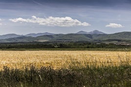 La incidencia es desigual según zonas de La Rioja, pero la cosecha total no llegará a los kilos de un año 'normal'.