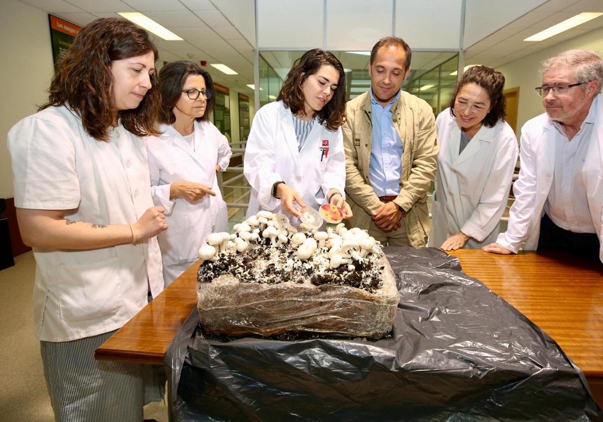 Raquel Hidalgo muestra un cultivo afectado por la 'telaraña' del champiñón.