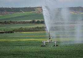 Riojo de un campo de cereal en la zona de Casalarreina.