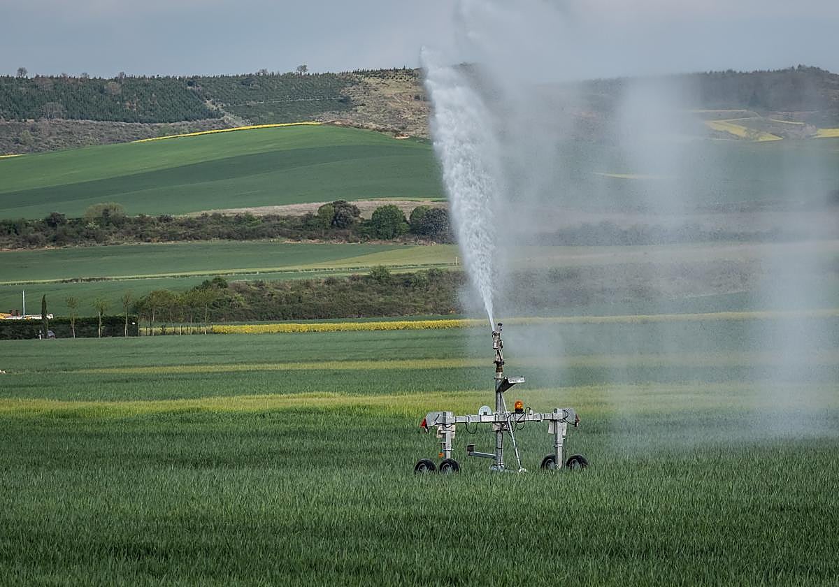 Riojo de un campo de cereal en la zona de Casalarreina.