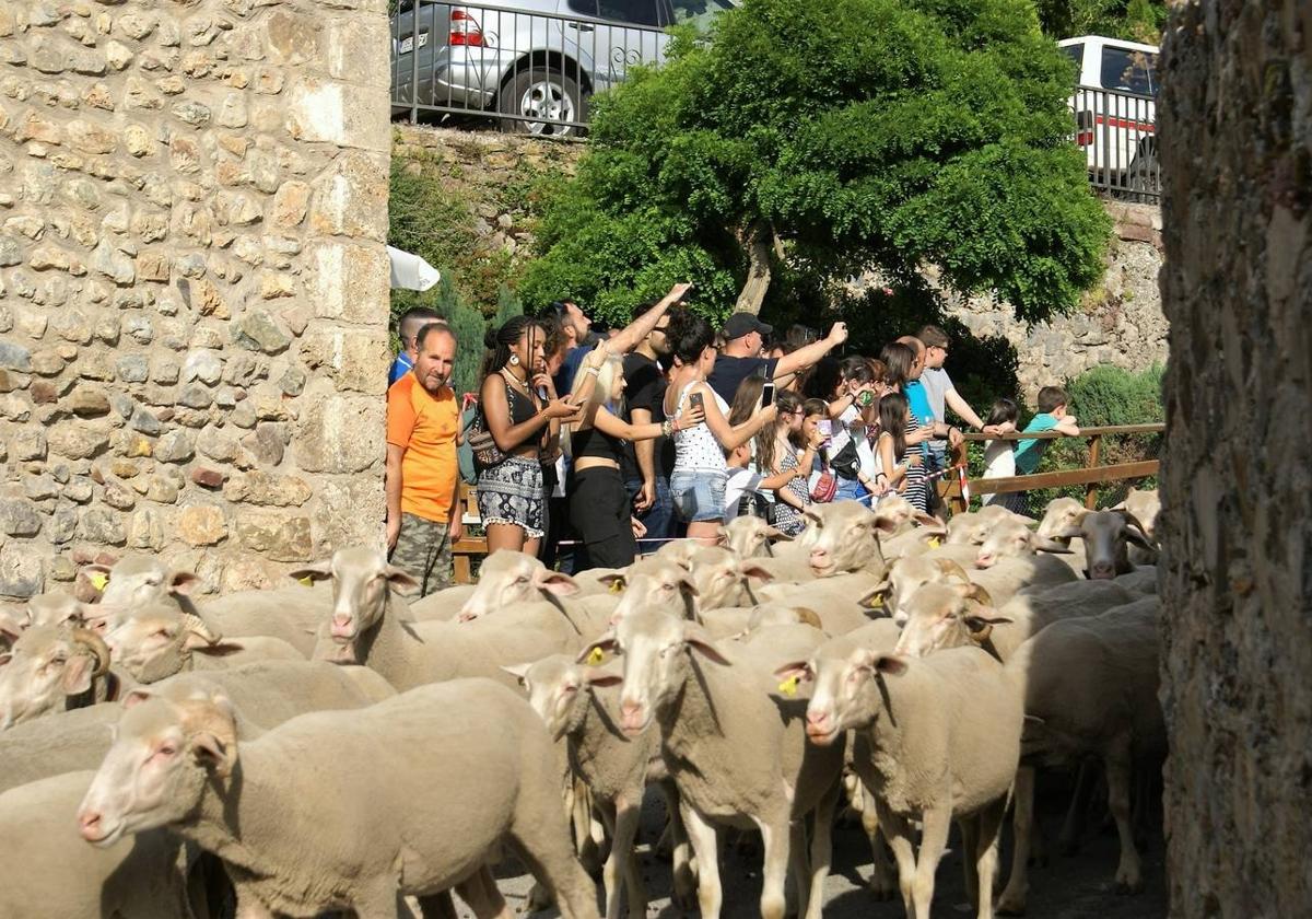 Una edición anterior de la fiesta de la trashumancia