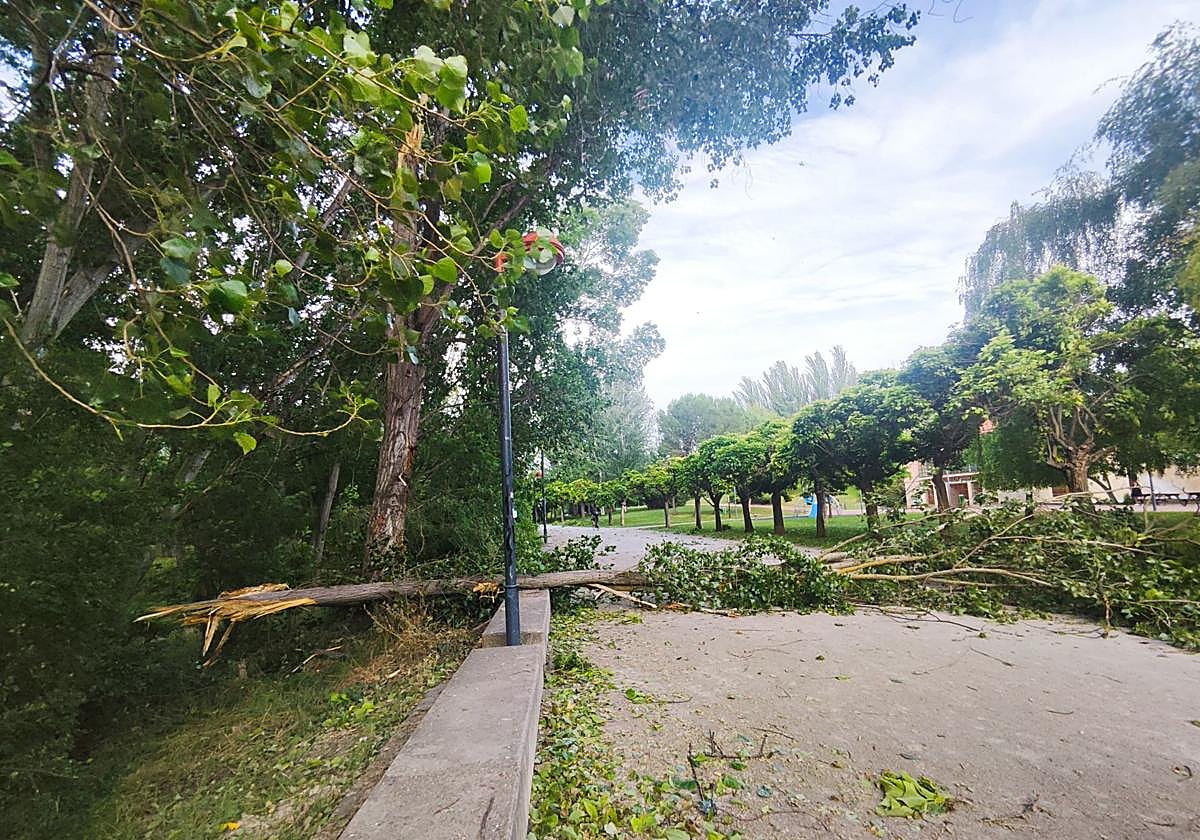 El viento ha derribado ramas y algún árbol en el parque del Ebro este martes.