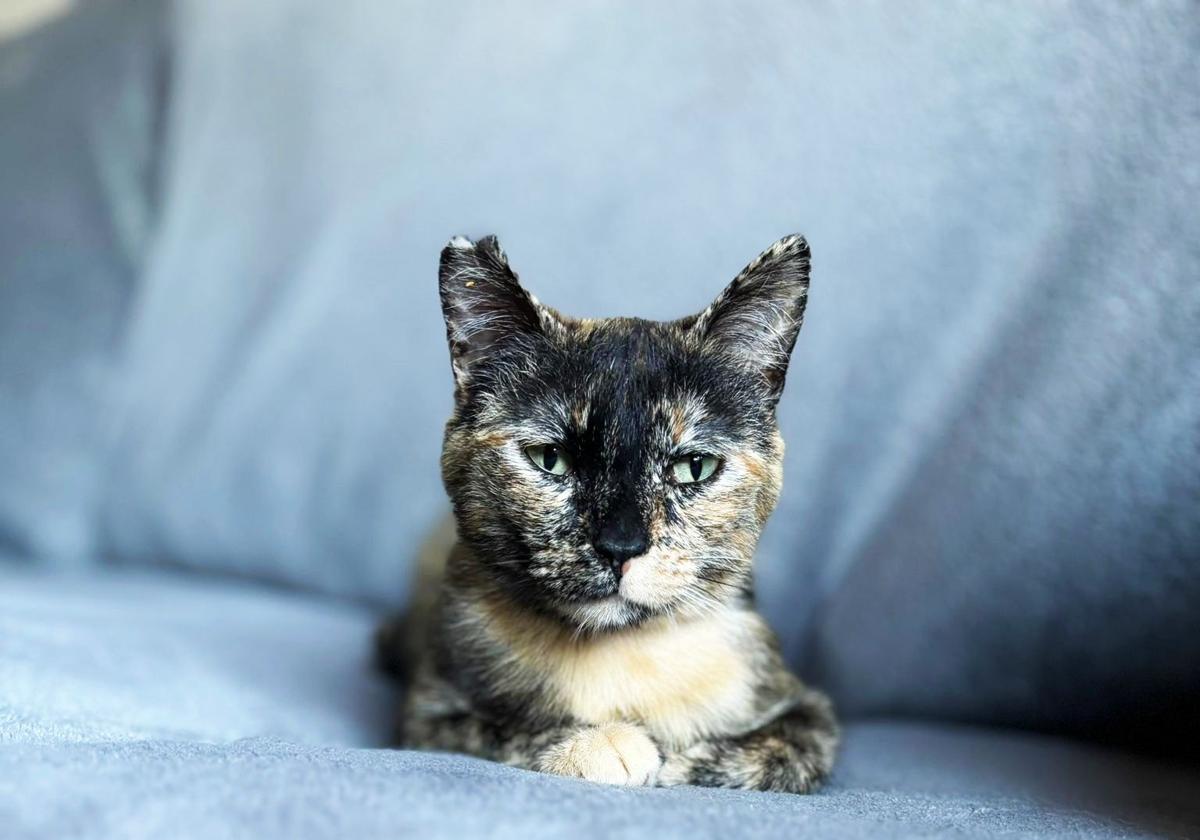 La gatita Lilo espera una familia que la adopte