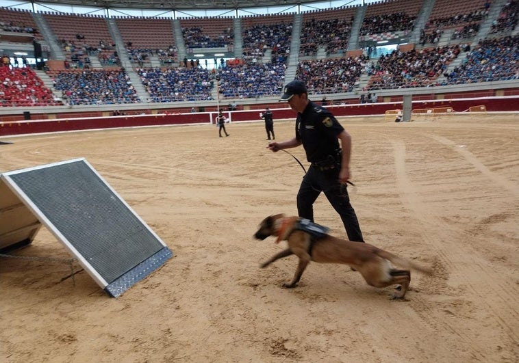 En la plaza de toros han participado distintos grupos y unidades de la Policía.