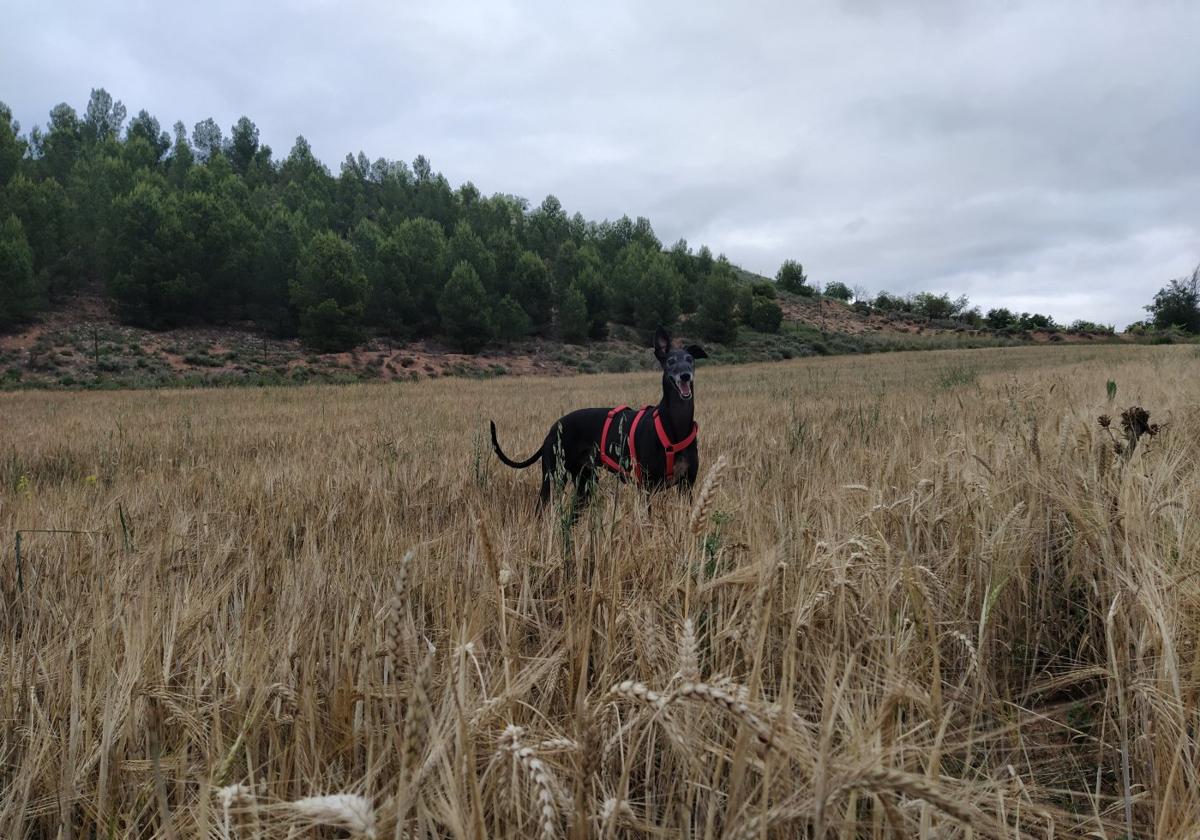 El perro Nilo disfruta tras correr por un trigal de La Rioja, algo que se debe evitar por respeto al cultivo y por la propia salud del animal.