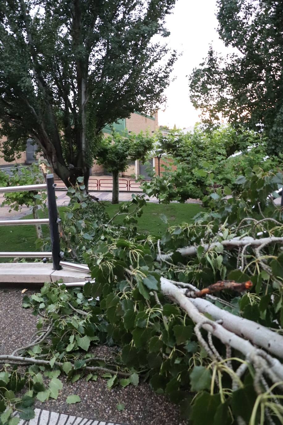 Otro árbol arrancado por el viento en Alfaro.