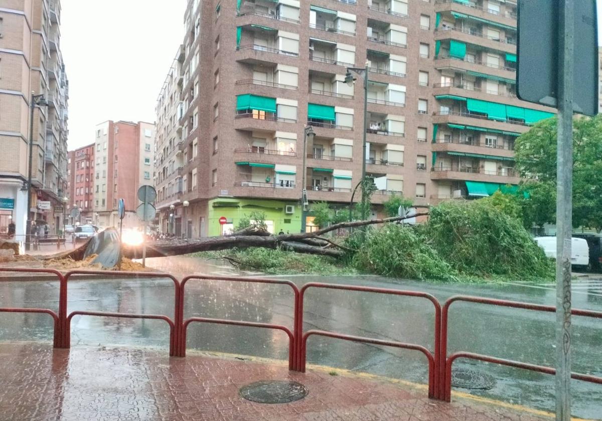 Varios árboles derribados y cuatro personas trasladadas al hospital por la fuerte tormenta