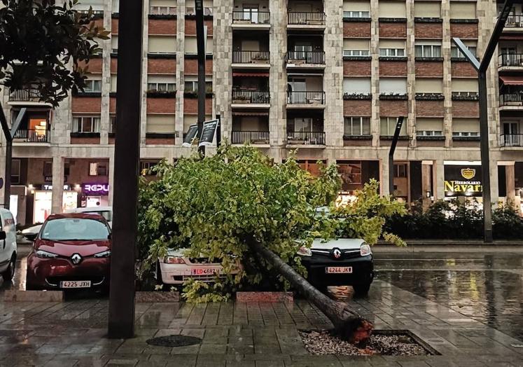 Los destrozos de la tormenta