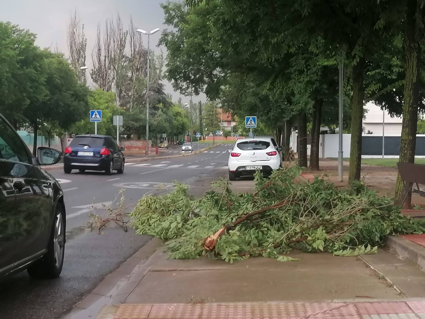 En la calle Sequoias también se han roto ramas.