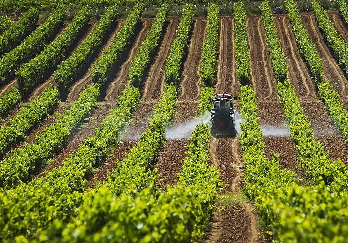 El cultivo de la vid en ambientes extremos abre la conferencia internacional del ICVV