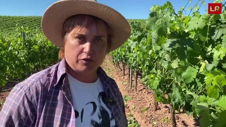 Pilar Martínez Villar vendimia en verde viñas en Canillas de Río Tuerto, Manjarrés o Cordovín