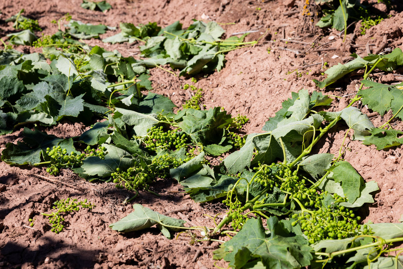 Vendimiando en verde