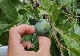 Detalle de una ciruela agrietada tras la tormenta con pedrisco del pasado viernes.