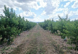 Hileras de melocotoneros limpiados justo antes del momento de recogida por los cacos en Calahorra.