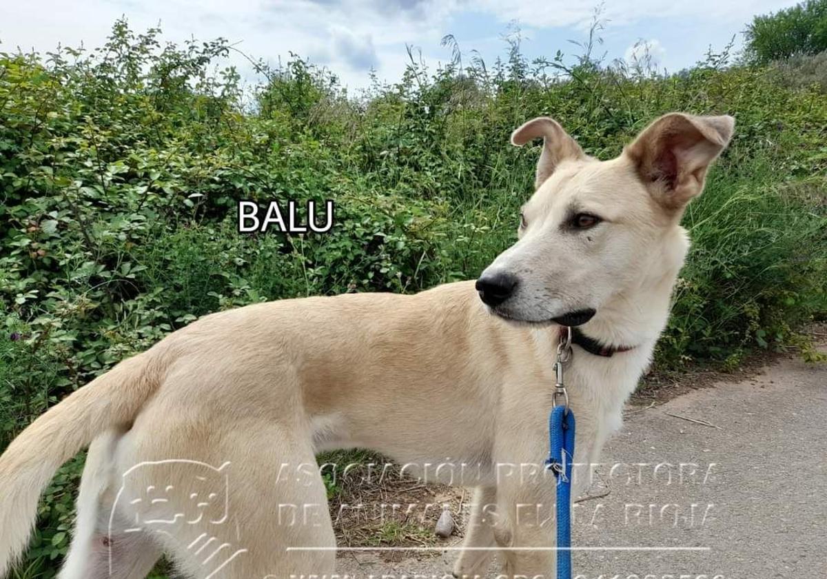 Balu busca un hogar y una familia