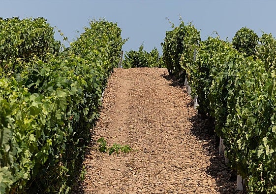 Frondosidad vegetal en las viñas y sanidad en los racimos es la tónica general.
