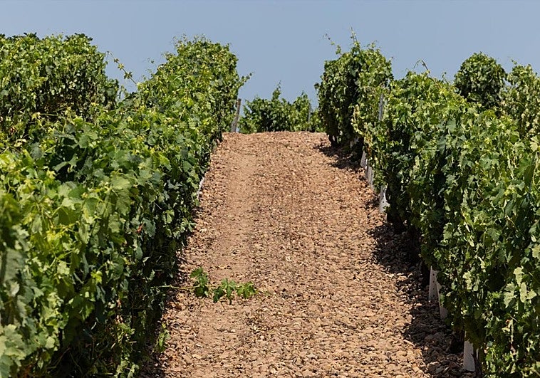 Frondosidad vegetal en las viñas y sanidad en los racimos es la tónica general.