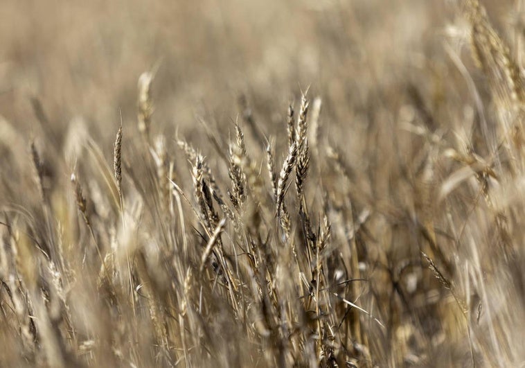 Detalle de un campo de cereal en La Rioja.