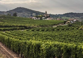 Viñas en la zona de Sotés y Ventosa.