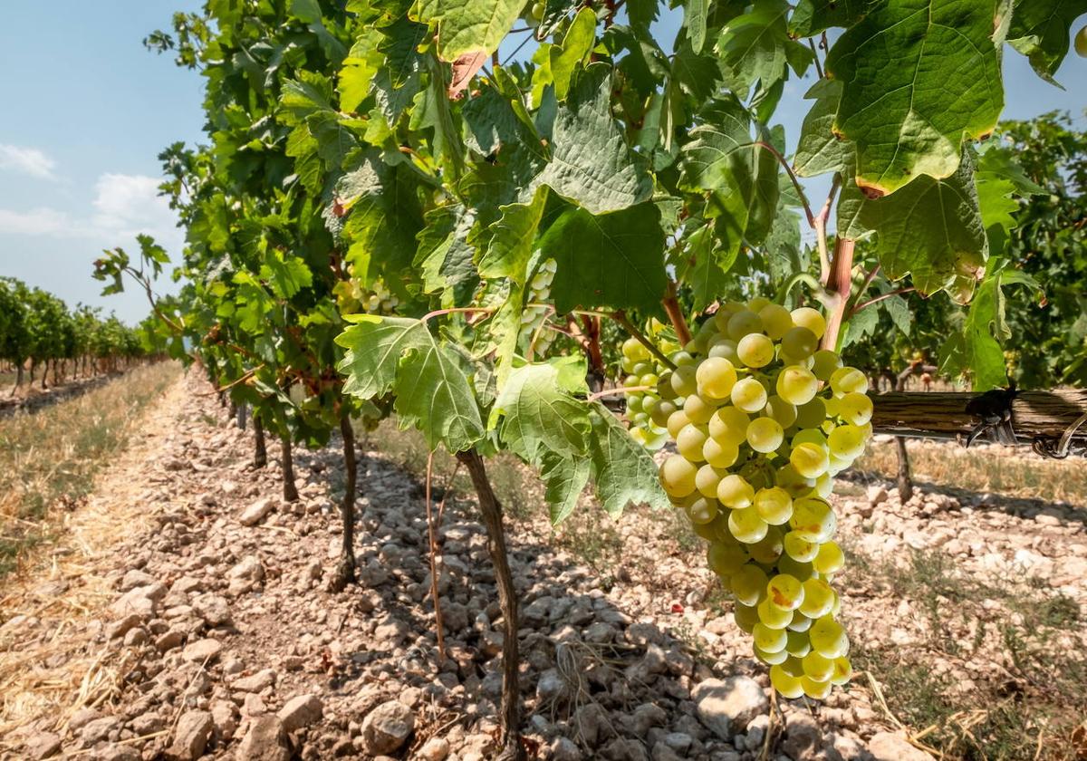 Reconocidos 14 nuevos viñedos singulares en Rioja