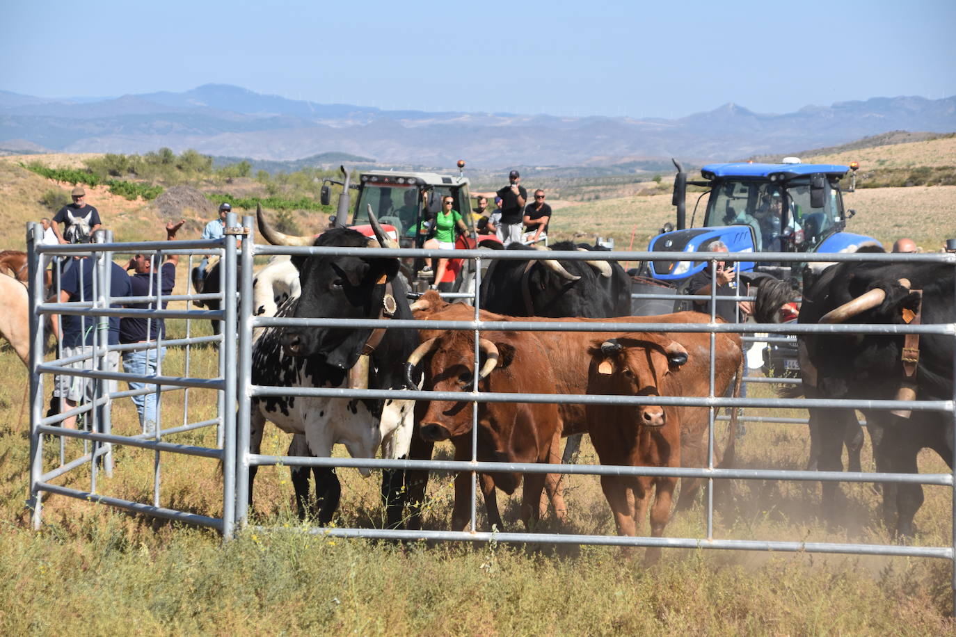 La saca de vacas de Valverde, en imágenes