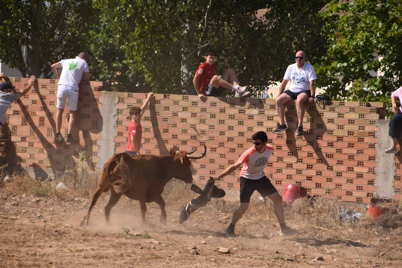 La saca de vacas de Valverde, en imágenes