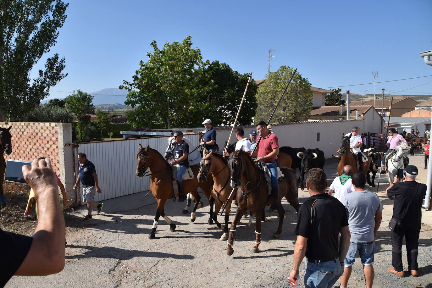 La saca de vacas de Valverde, en imágenes