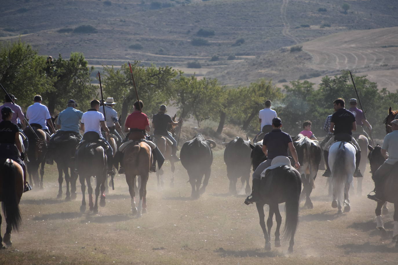 La saca de vacas de Valverde, en imágenes