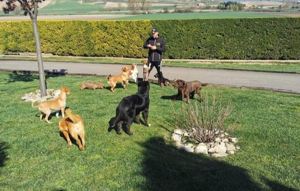 Raúl Rivera juega con algunos de los canes alojados en la residencia Riverarce de Rodezno.