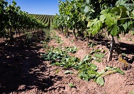 Racimos en el suelo de un viñedo cosechado en verde.