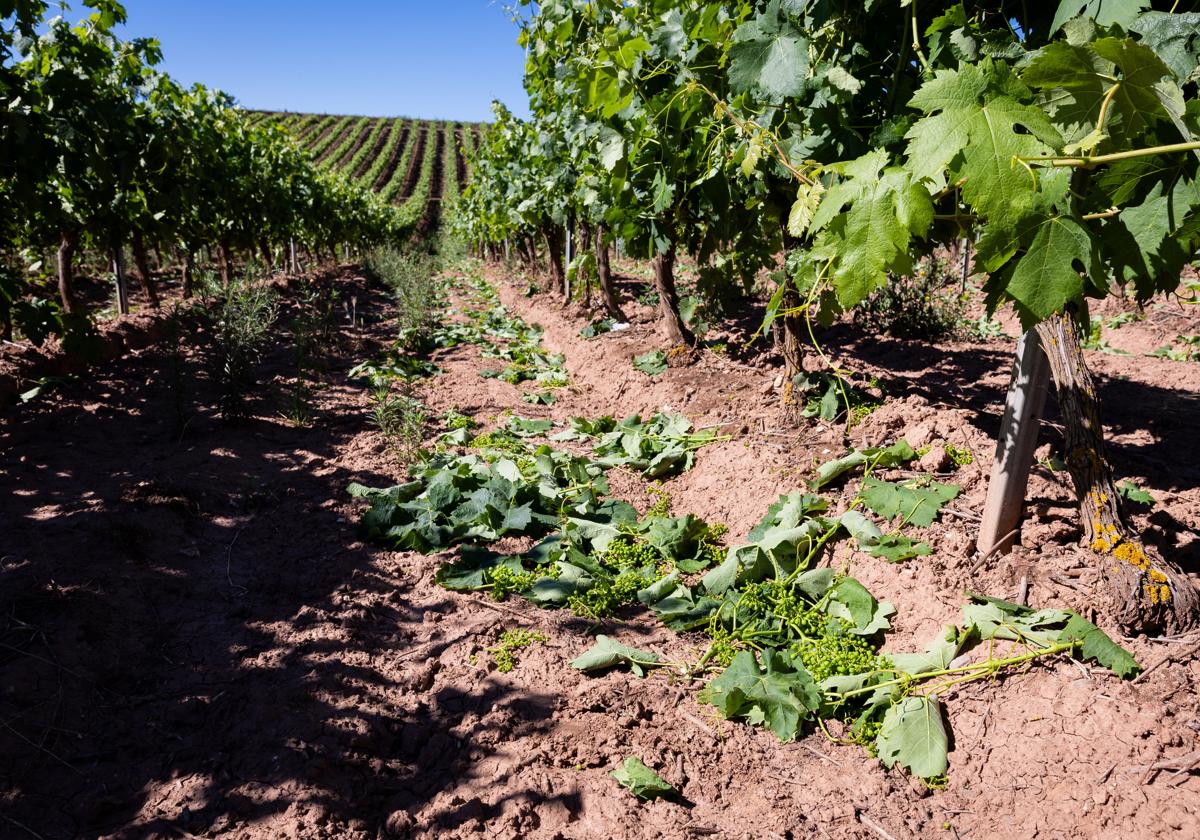 Racimos en el suelo de un viñedo cosechado en verde.