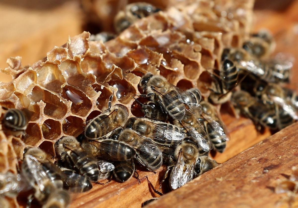 Una abejas trabajan en la colmena.