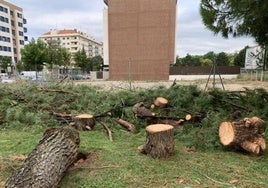 Fotodenuncia vista estos primeros días de agosto en redes sociales criticando la tala en el paseo Jerónimo Jiménez.